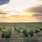 Il Nuovo Scenario della Filiera Olivicola-Olearia e gli Impianti Superintensivi