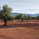 I fattori pedoclimatici più favorevoli alla coltura dell’olivo