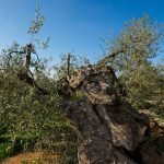 Xylella fastidiosa: il batterio parassita dell’olivo